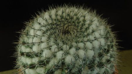 Mammillaria formosa ssp. chionocephala