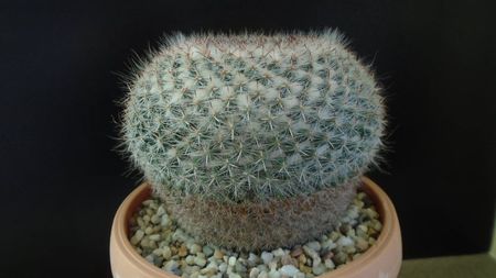 Mammillaria hahniana