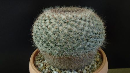 Mammillaria hahniana