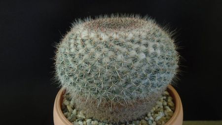 Mammillaria hahniana