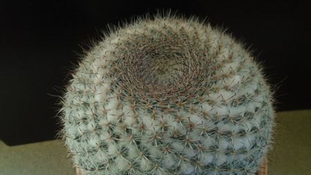 Mammillaria hahniana