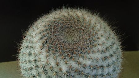 Mammillaria hahniana