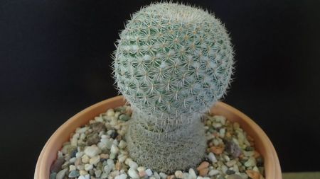 Mammillaria supertexta