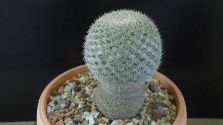 Mammillaria supertexta