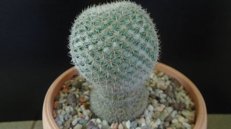 Mammillaria supertexta