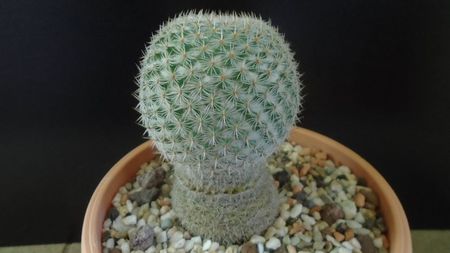 Mammillaria supertexta