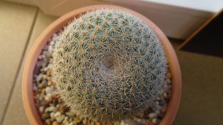 Mammillaria supertexta