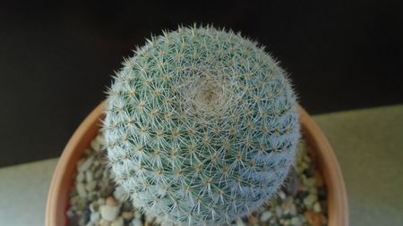 Mammillaria supertexta