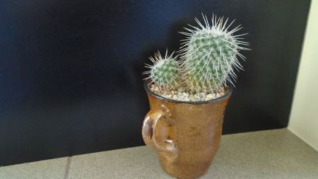 Mammillaria parkinsonii