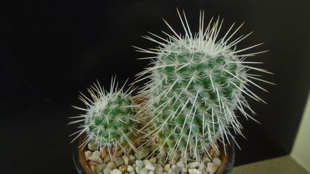 Mammillaria parkinsonii