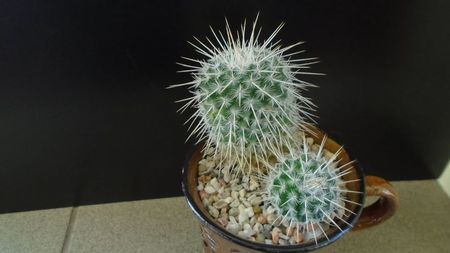 Mammillaria parkinsonii