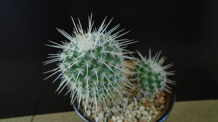 Mammillaria parkinsonii