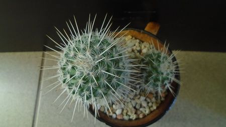 Mammillaria parkinsonii