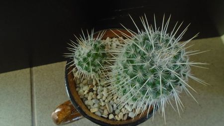 Mammillaria parkinsonii