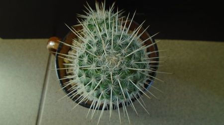 Mammillaria parkinsonii