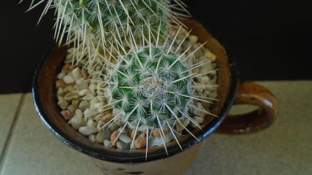 Mammillaria parkinsonii