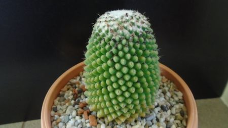 Mammillaria polythele cv. Stachellos