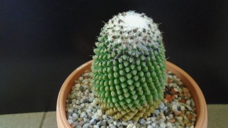 Mammillaria polythele cv. Stachellos