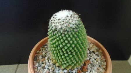 Mammillaria polythele cv. Stachellos