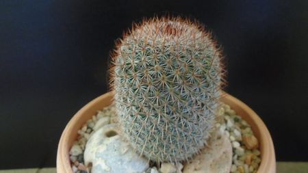 Mammillaria matudae