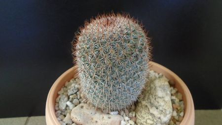 Mammillaria matudae