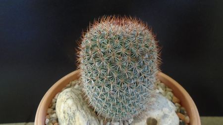 Mammillaria matudae