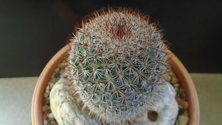 Mammillaria matudae