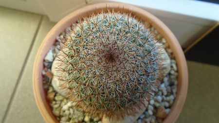 Mammillaria matudae