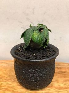Euphorbia ecklonii