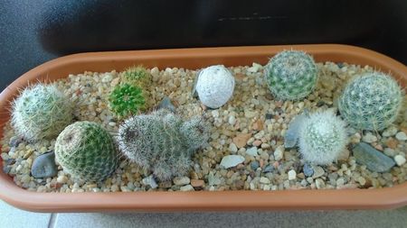 Grup de 8 Mammillaria; M. herrerae
M. marksiana 
M. matudae
M. grahamii ssp. sheldonii        
M. boolii
M. longiflora
M. albata v. sanciro
M. senilis v. albiflora
