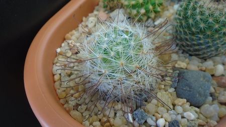 Mammillaria longiflora, SB494, Coneto Pass, Durango, Mx.