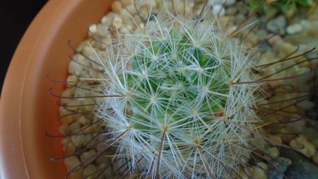 Mammillaria longiflora, SB494, Coneto Pass, Durango, Mx.