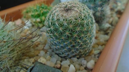 Mammillaria matudae