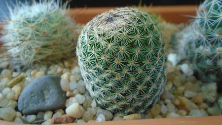 Mammillaria matudae