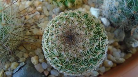 Mammillaria matudae