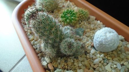 Mammillaria grahamii ssp. sheldonii