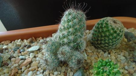 Mammillaria grahamii ssp. sheldonii