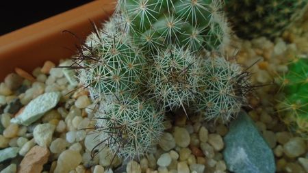 Mammillaria grahamii ssp. sheldonii