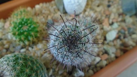 Mammillaria grahamii ssp. sheldonii