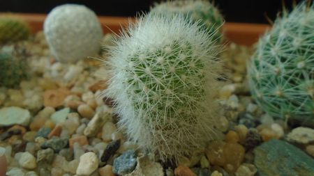 Mammillaria senilis v. albiflora