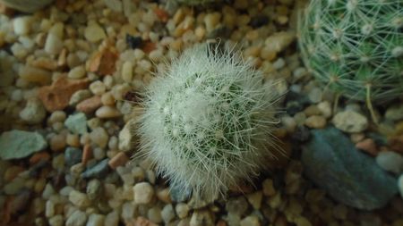 Mammillaria senilis v. albiflora