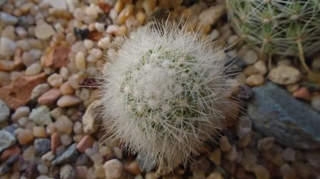 Mammillaria senilis v. albiflora