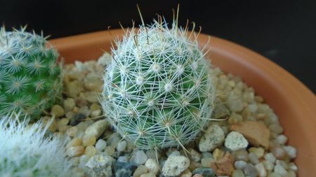 Mammillaria boolii