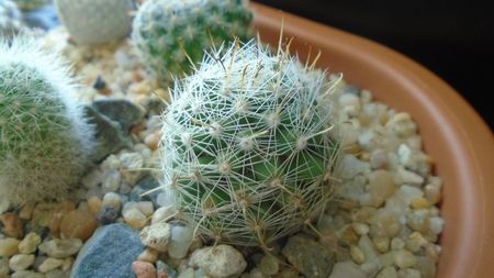 Mammillaria boolii