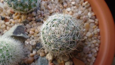 Mammillaria boolii