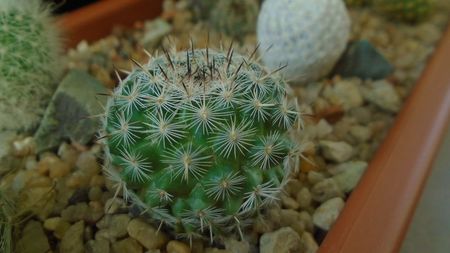 Mammillaria albata v. sanciro