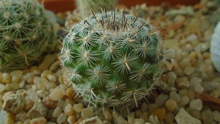 Mammillaria albata v. sanciro