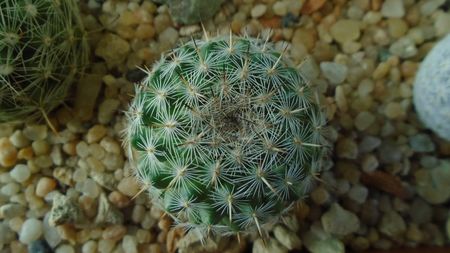 Mammillaria albata v. sanciro