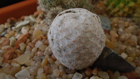 Mammillaria herrerae