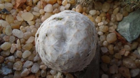 Mammillaria herrerae